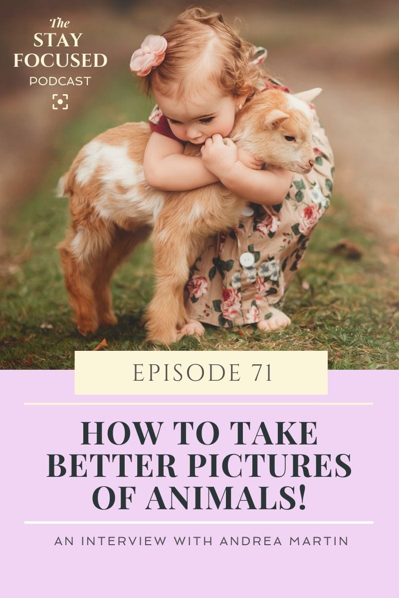 How Can I Take better pictures of pets or animals.  Animals can be difficult to take photos of.  Learn these photography tips for photographer, Andrea Martin as she shares with you photography tips for taking better pictures of animals. 