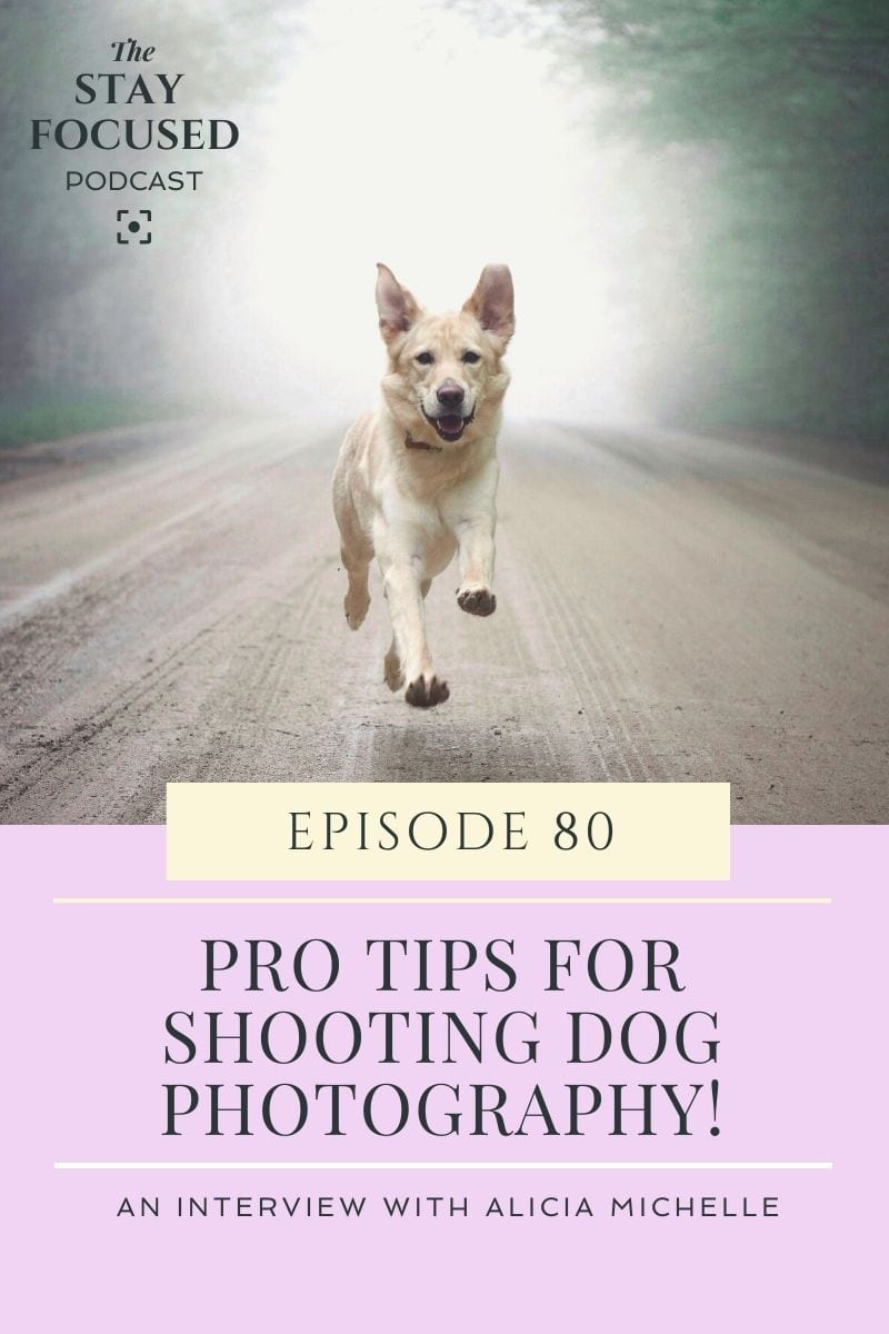 Learn how to shoot magical photos of your dog! Lots of dog photography tips on how to boost your creativity when 