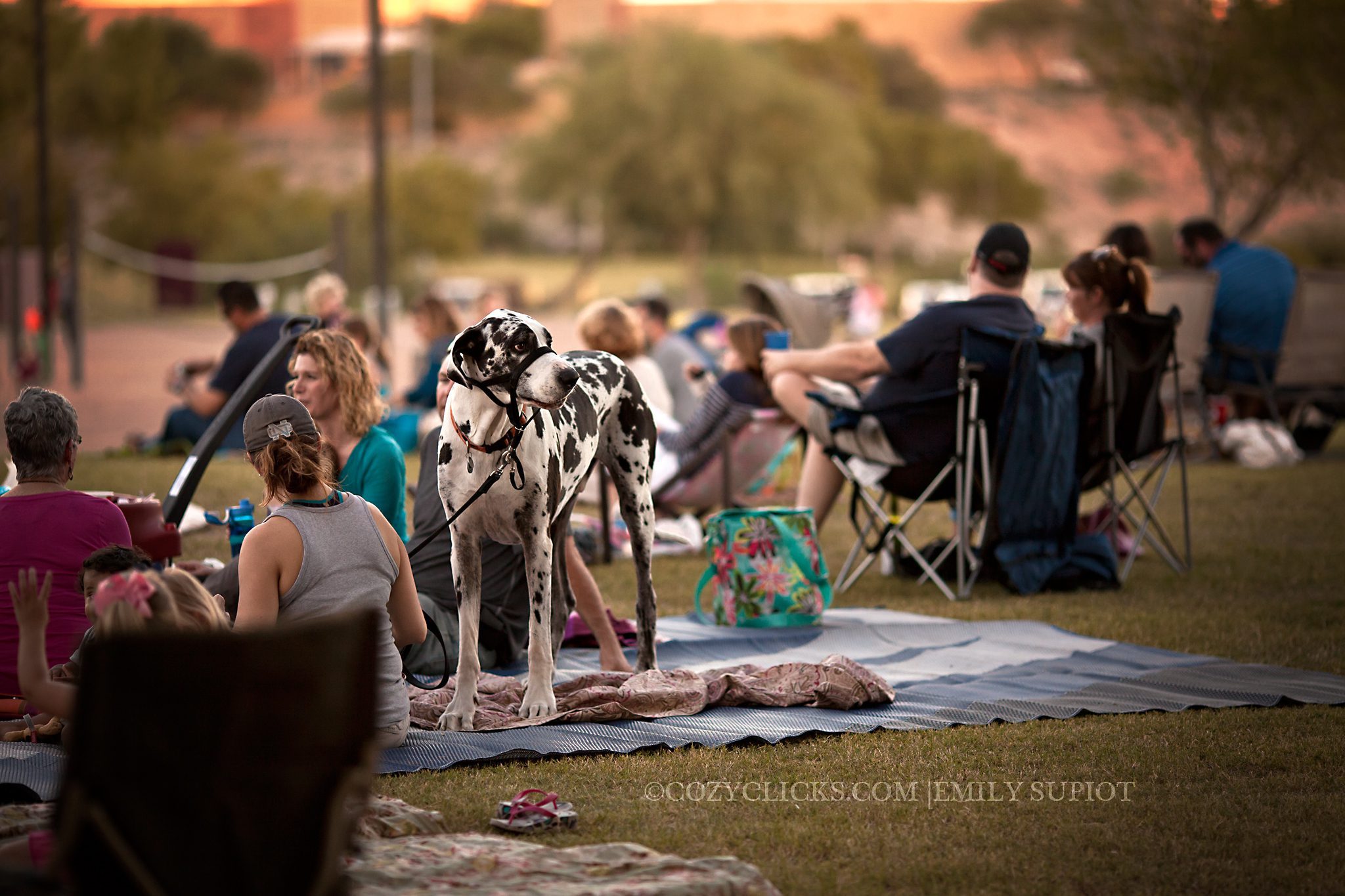 PhoenixFamily and Child photographer Concert photography at Desert Foothills Park  